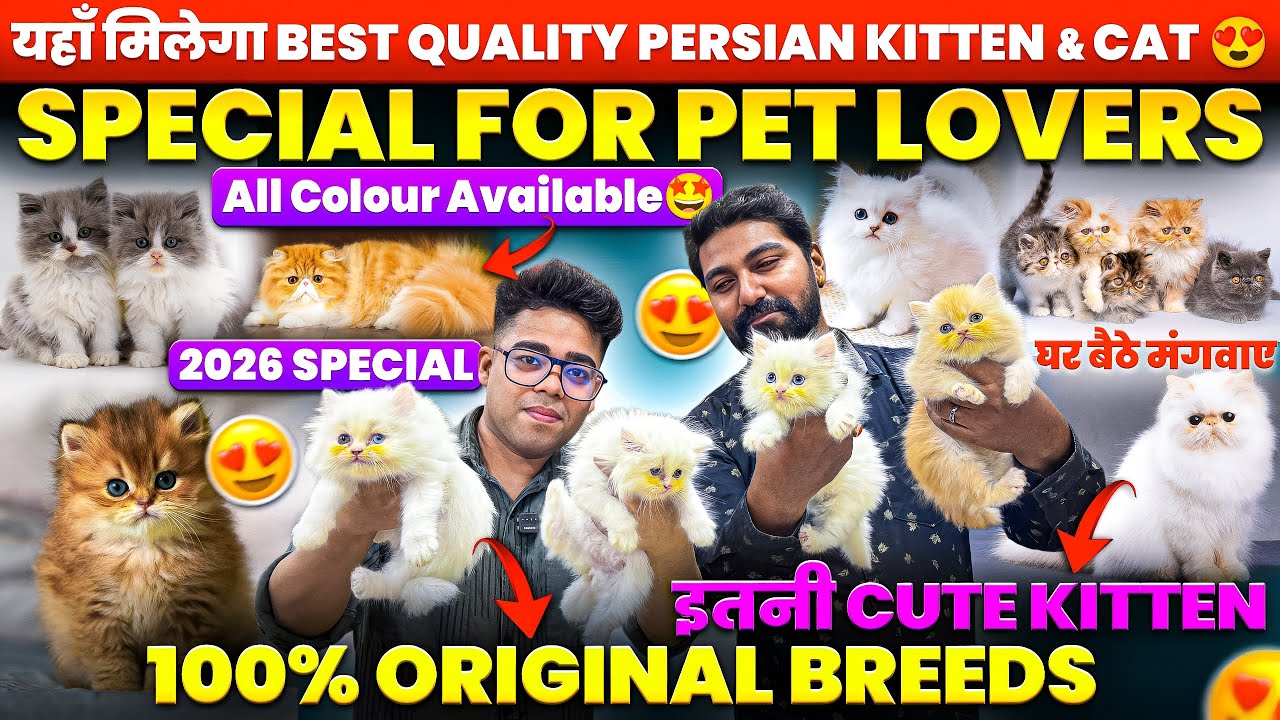 Persian Cat 😍| Cheapest Pet Market In Patna | All Breads Cats & Kitten Available In Patna Bihar