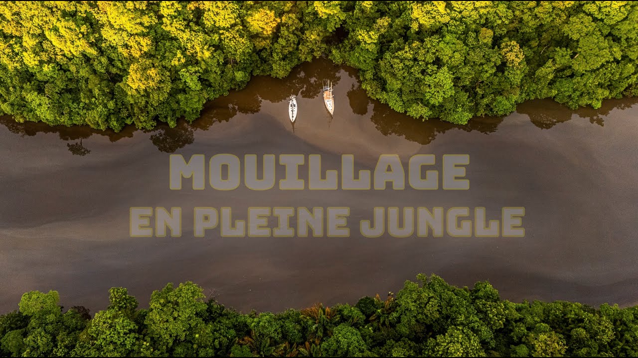 Entre Crocodiles et Toucans, la Jungle nous appelle...