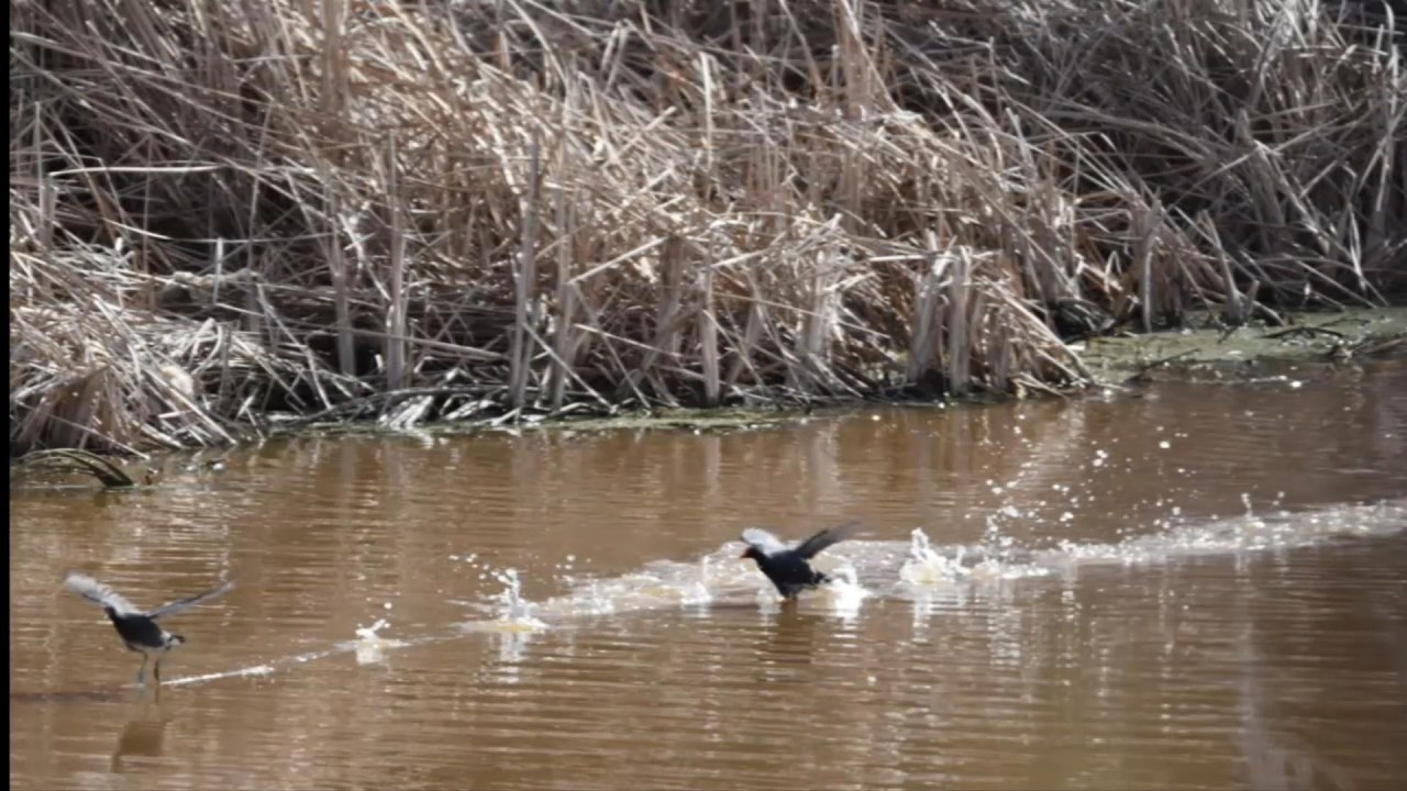 On this Day We Will Search for Wildlife Events in the Savannah National Wildlife Refuge .