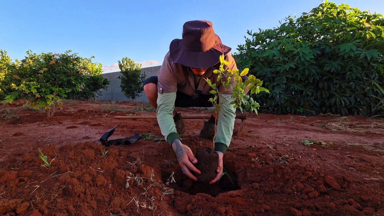UMA TARDE LINDA NA CHÁCARA | PLANTEI FRUTAS, FIZ UM CAFÉ NO FOGÃO A LENHA 