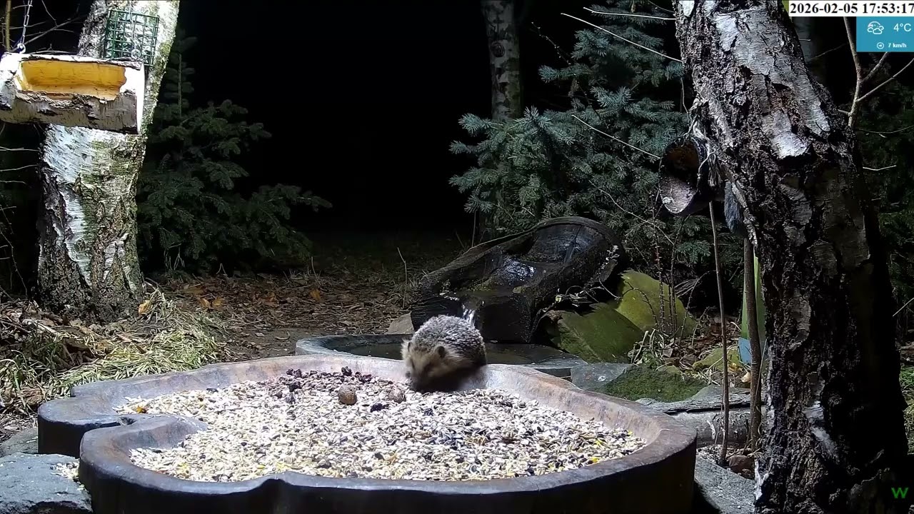 🦔@ Bird  Feeder, Forest Nook, Żywiec, Poland 2026/02/05