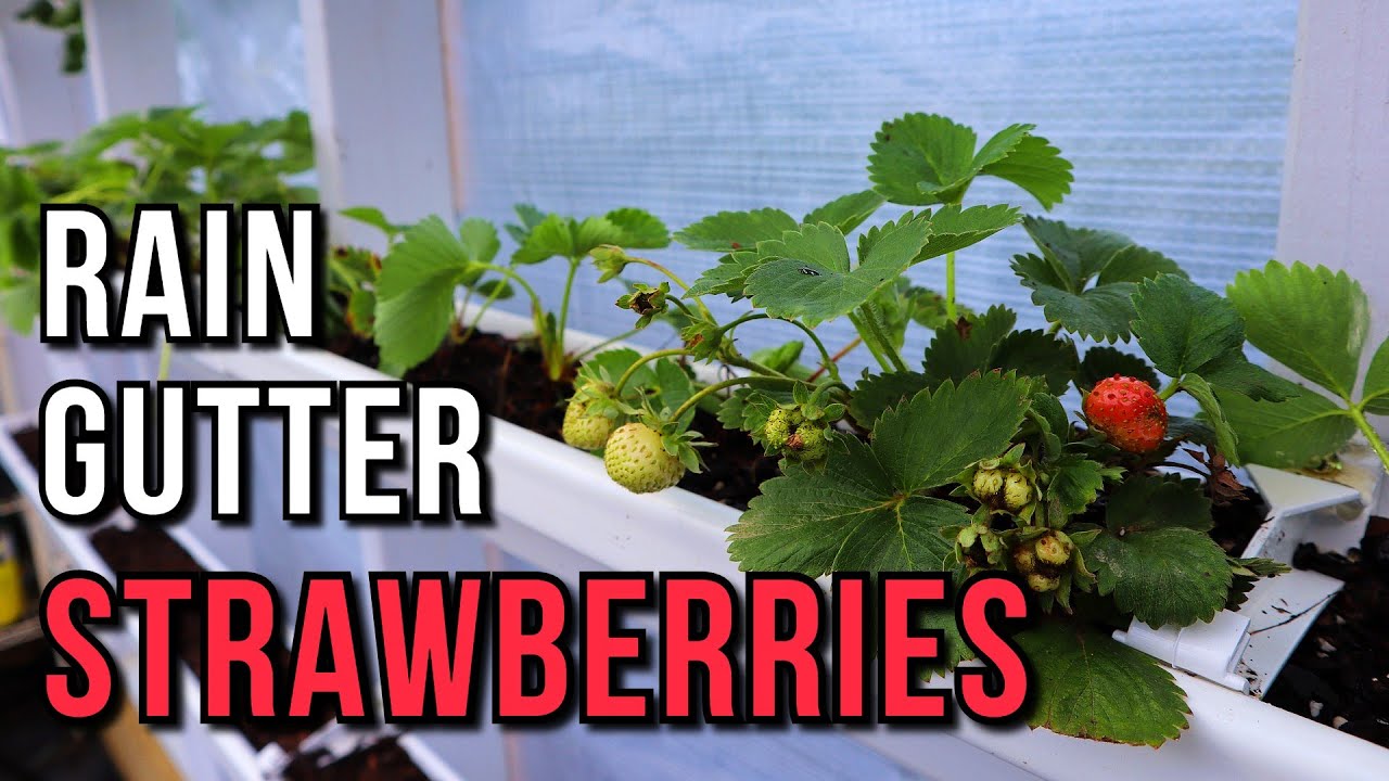 EASY BUILD Strawberry GUTTERS in the GREENHOUSE!