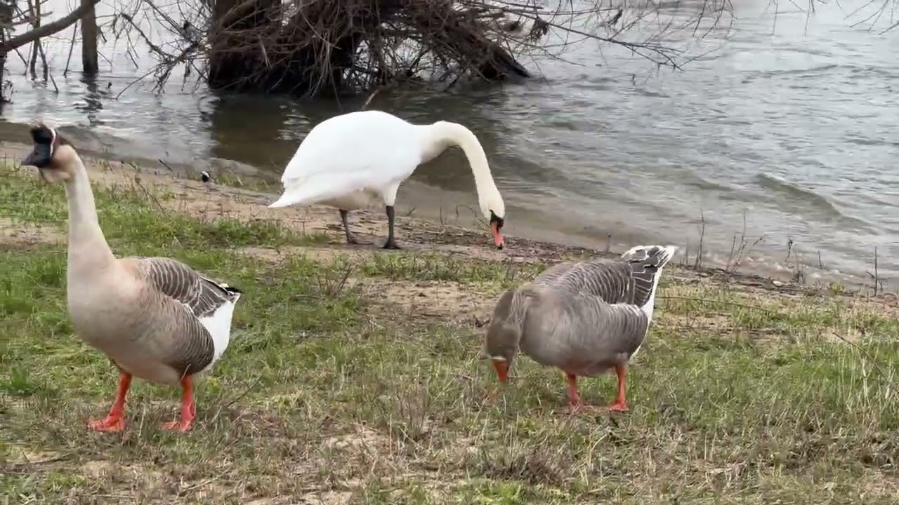 Promenade au bord de la Loire