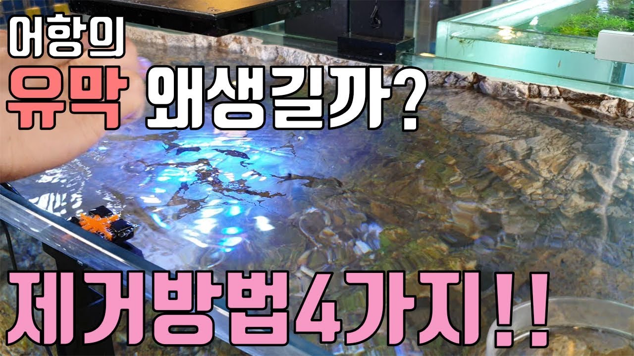 어항의 유막 왜 생기는걸까? 원인과 제거방법 4가지!!