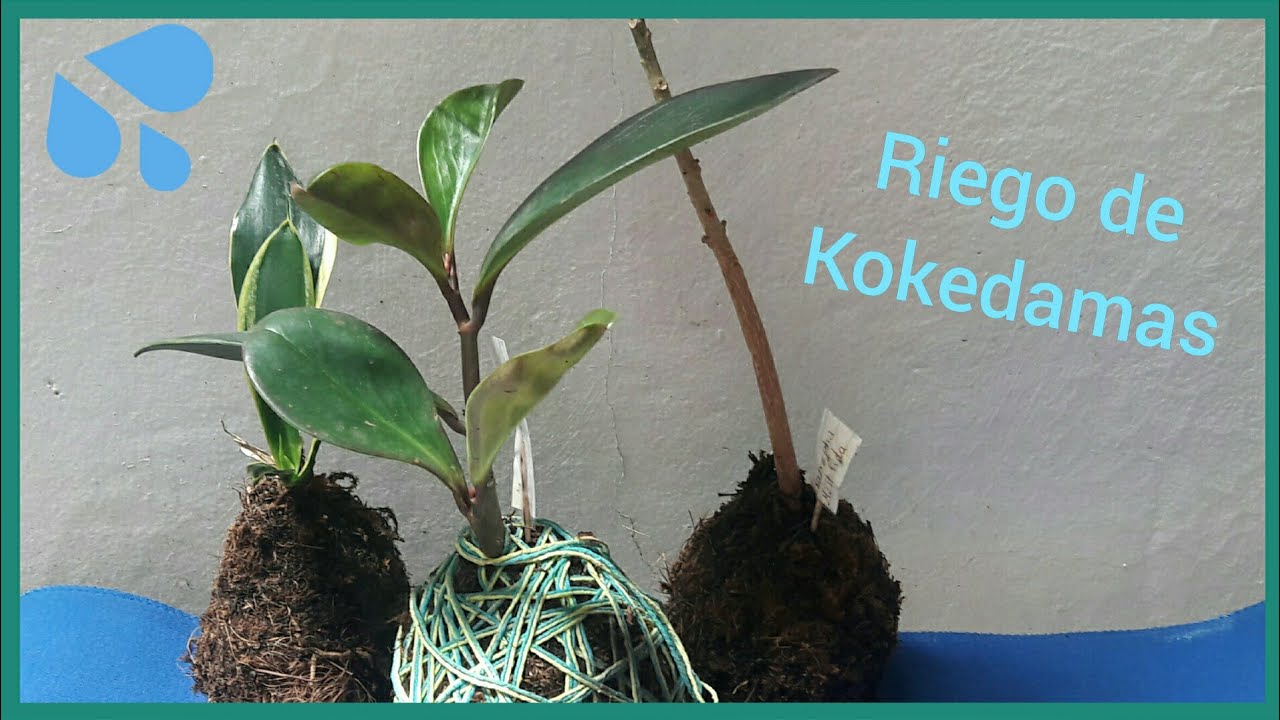 Como regar las kokedamas