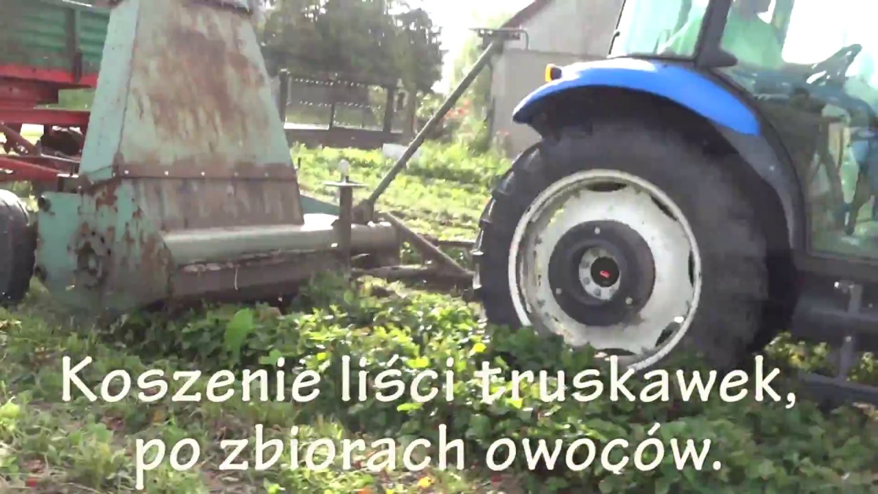Koszenie liści truskawek po zbiorach owoców.
