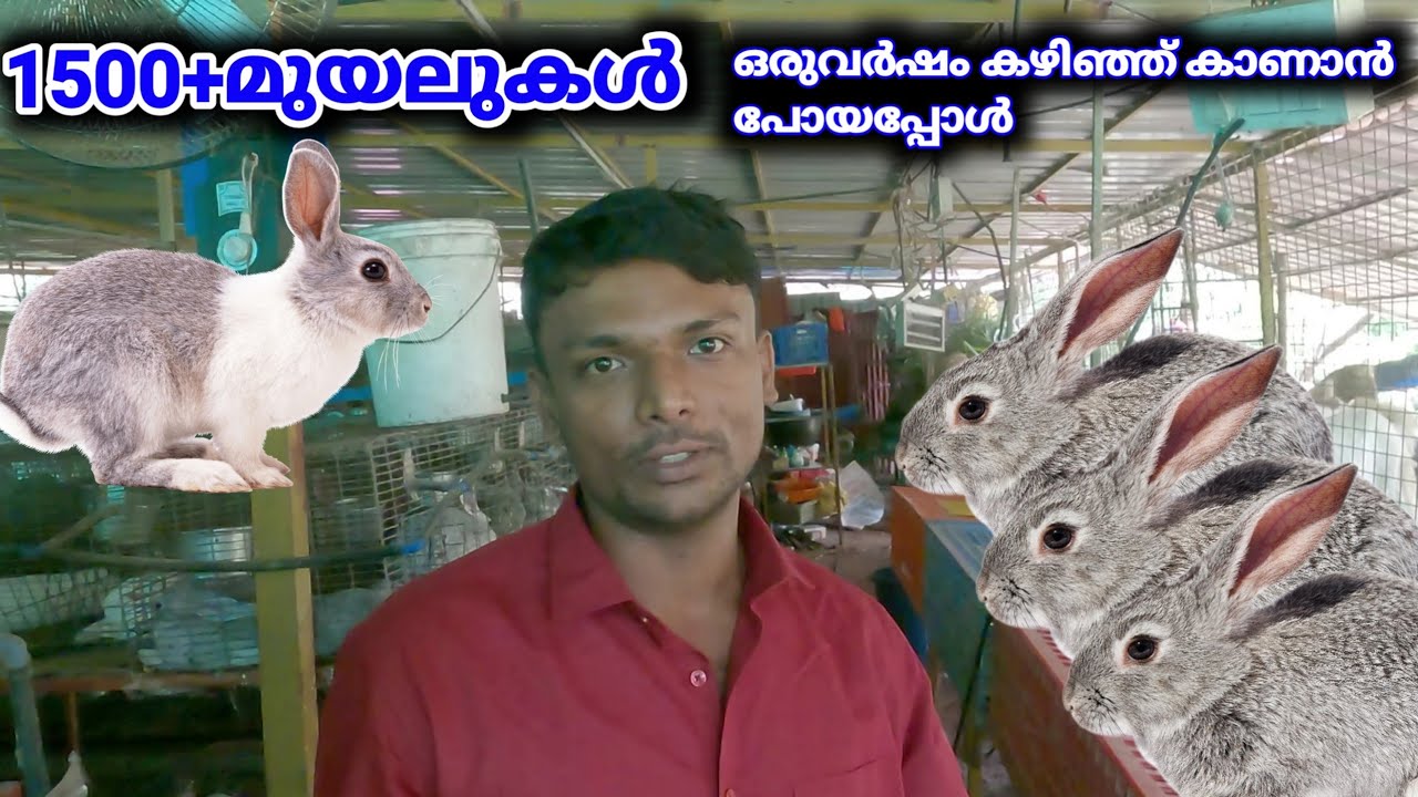 ഒരു വർഷത്തിന് ശേഷം വീണ്ടും കാണാൻ പോയപ്പോൾ|re visiting angel rabbit farm|rabbit farming malayalam