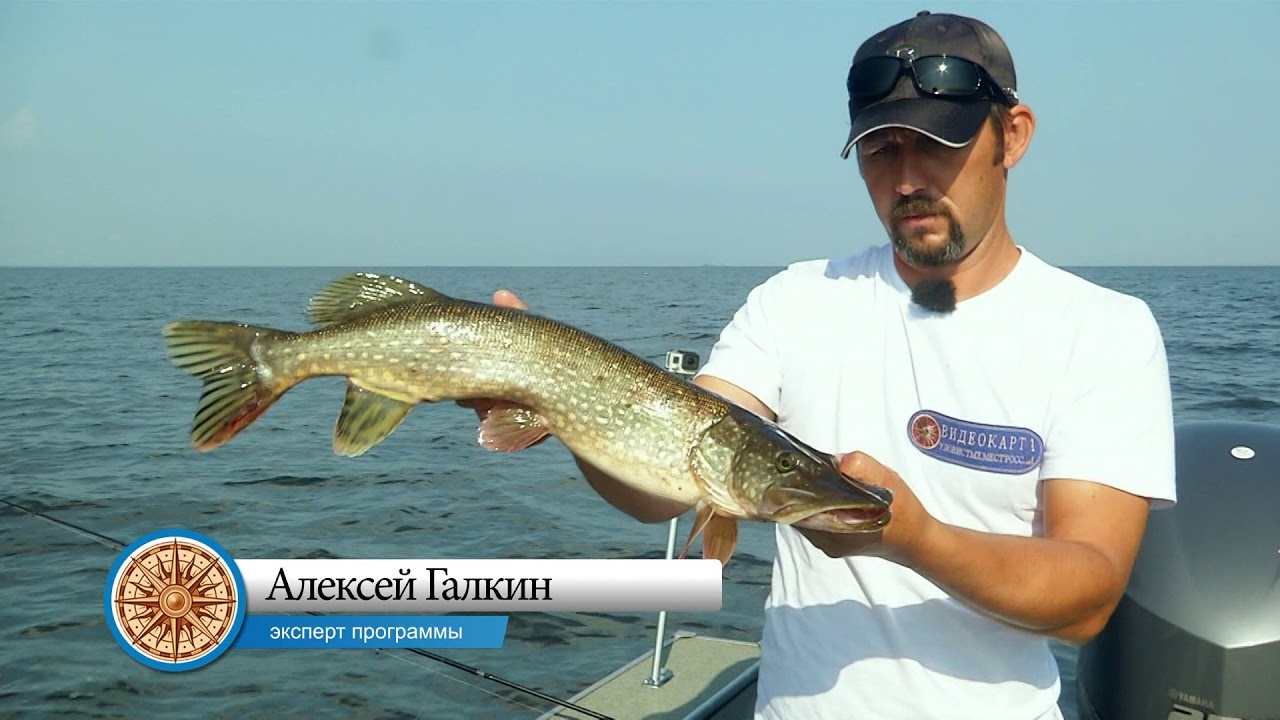 Рыбалка на Рыбинском водохранилище \ Видеокарта уловистых мест России. Сезон 7.