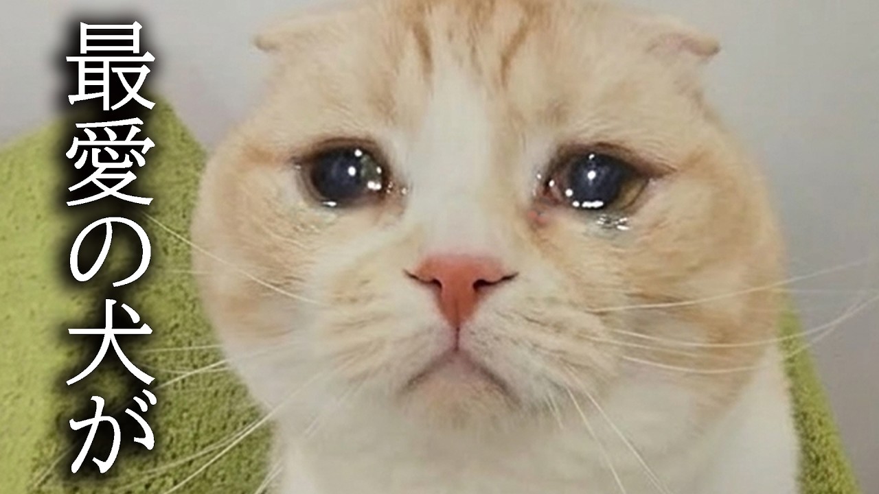 犬を預けることになり悲しくて猫が大泣きしてこうなりました...