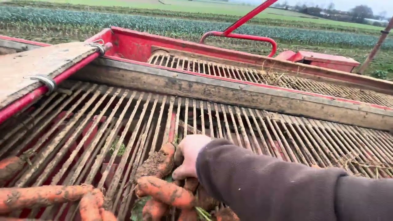 La Grimme  LK650 aux carottes