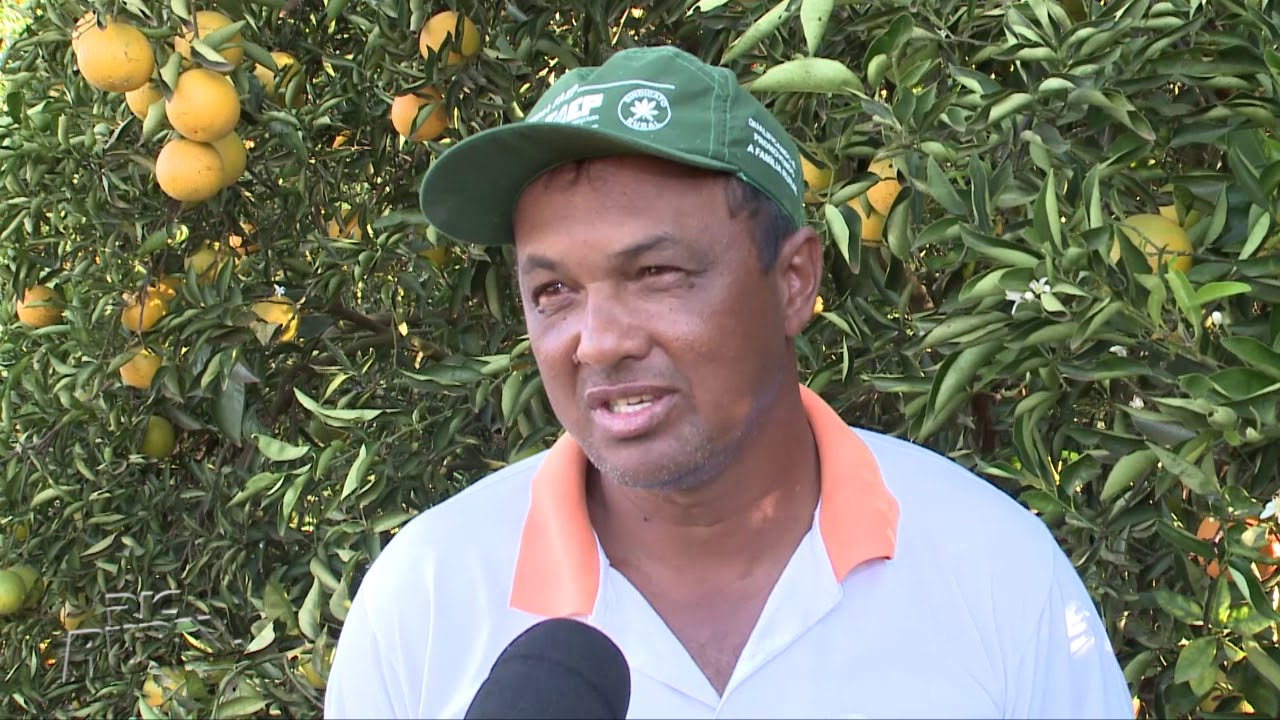 Cooperativa reúne produtores de laranja em Alto Paraná