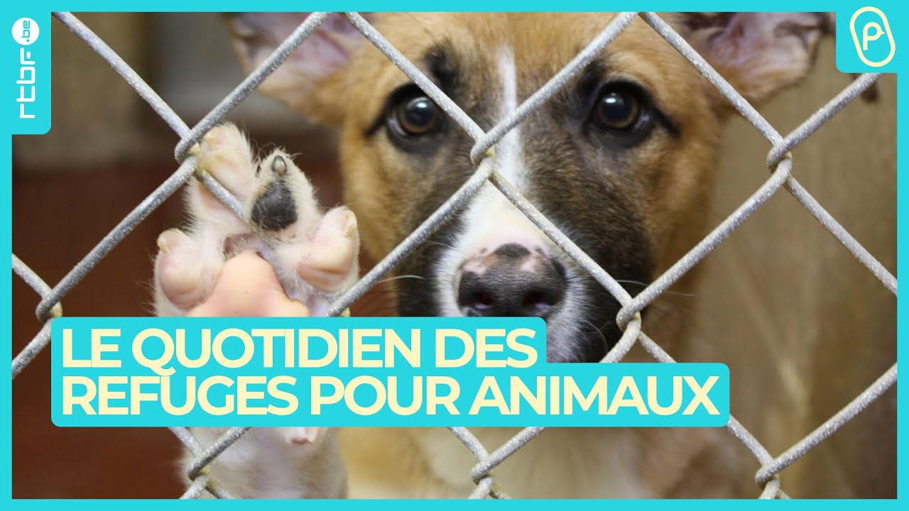 Refuge pour animaux : une journée dans le quotidien des soignants - On n'est pas des Pigeons