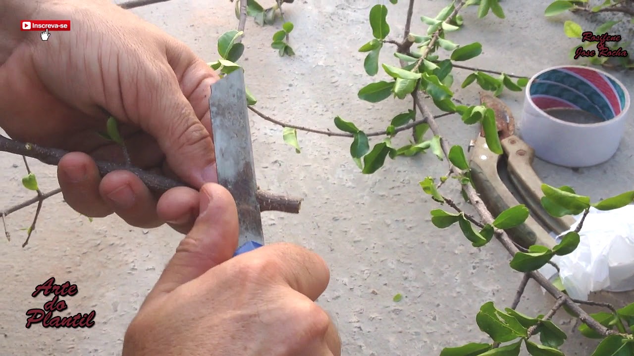 Como Fazer A Acerola Produzir Mais Rapido | Arte do Plantio | Rosilene & Jose Rocha