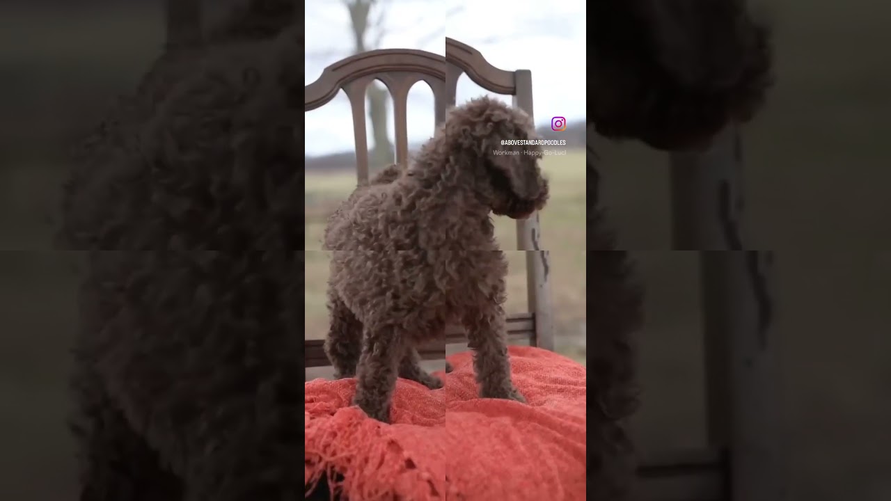 The one with the Waggily Tail!   #standardpoodle #abovestandardpoodles #puppy