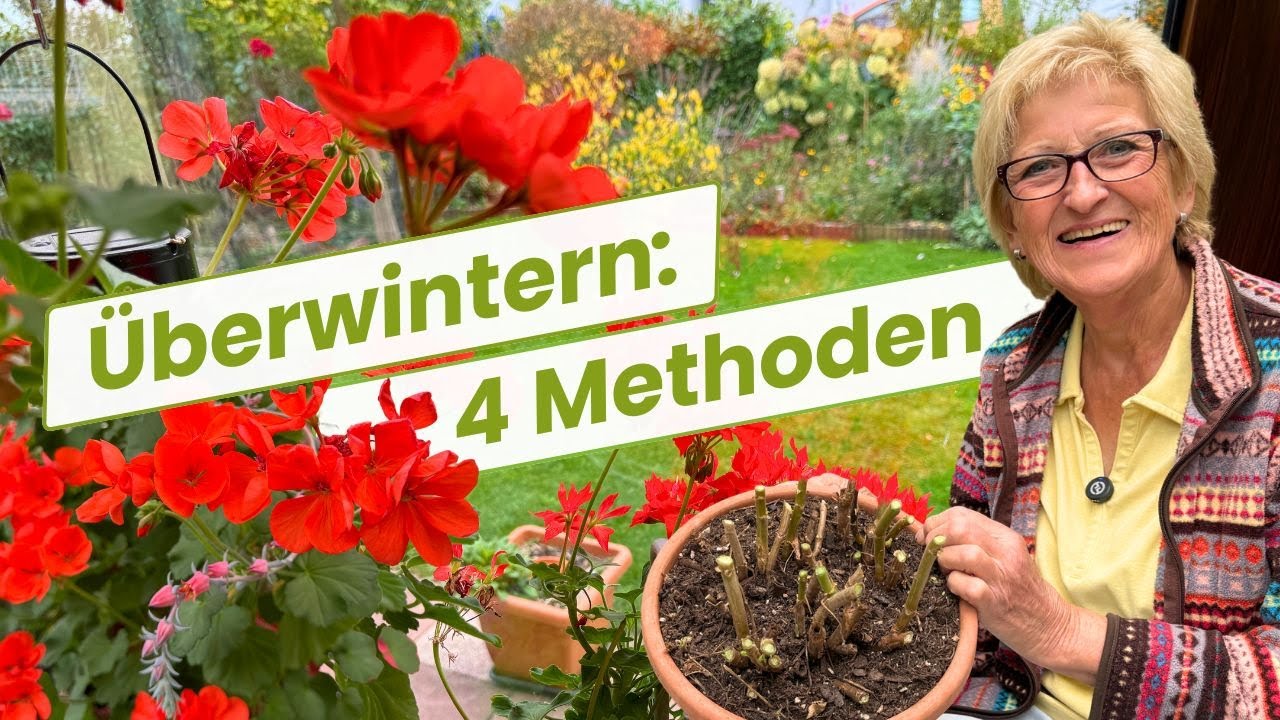 So kommen deine Geranien sicher durch den Winter