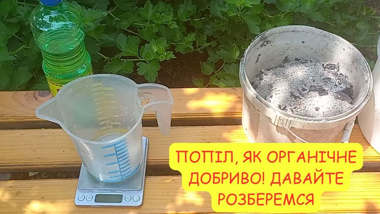 Попіл на городі — добриво чи отрута? Вся правда + хімія 🧪🌱