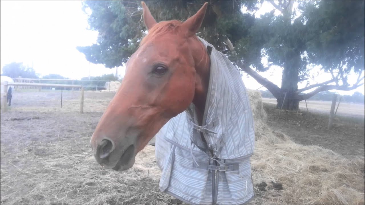 Timmy's experience with Australian stringhalt so far (5 weeks)