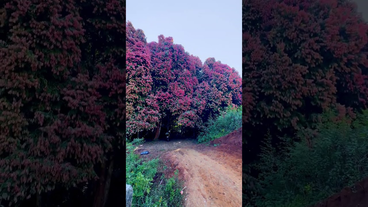 Uppa Tress near paderu