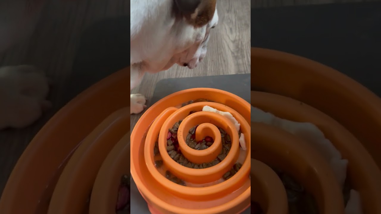 Coco eating  #bulldog #englishbulldog #doglife #puppy #fyp  