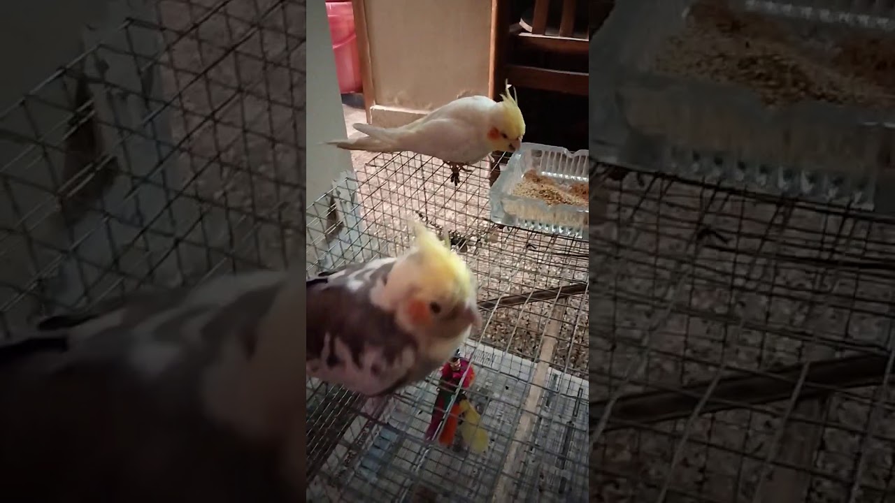 How I cured my Harry cockatiel's eye Conjunctivitis..Day to day cure😁😁😁  