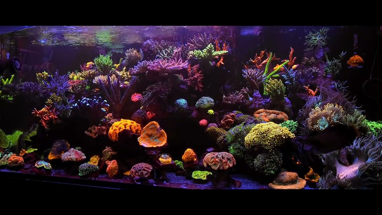 Sps reef chillout 