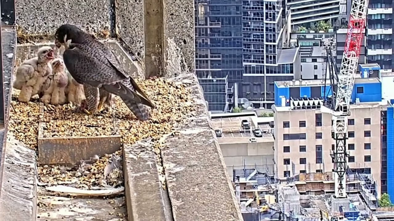 #falcon CAM3#71 mother birds brings food to feed her chicks in the nest, Falcon babies feeding