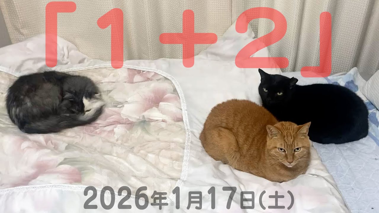 我が家の猫たち「１＋２」2026年1月17日(土) 