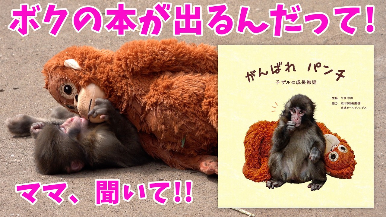 【速報❗️】パンチくんの本がついに出ます❗️『がんばれ パンチ　子ザルの成長物語』市川市動植物園のニホンザル【パンチくん🐵】がんばれパンチ