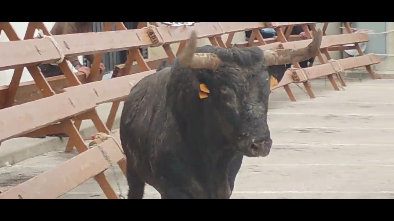 Festejos populares pedreguer alicante ganadería coves 