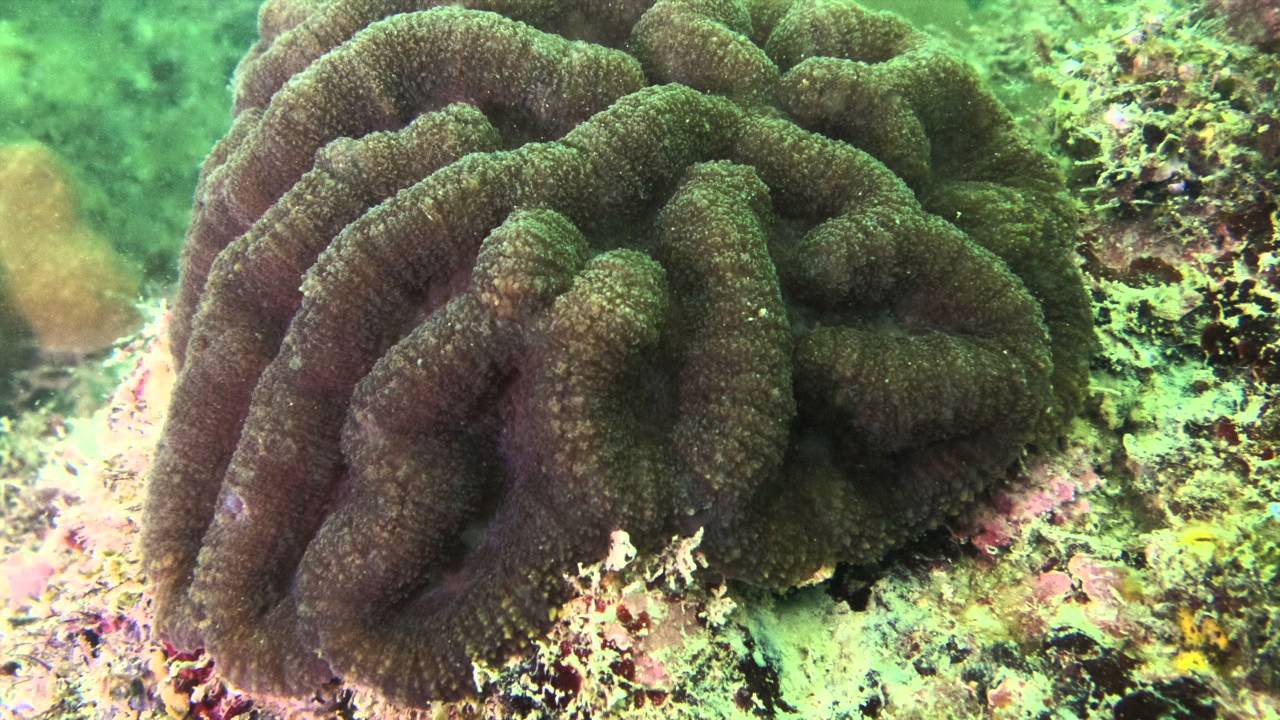 Singapore Reefs: Life on the DiveTrails of Sisters' Islands Marine Park