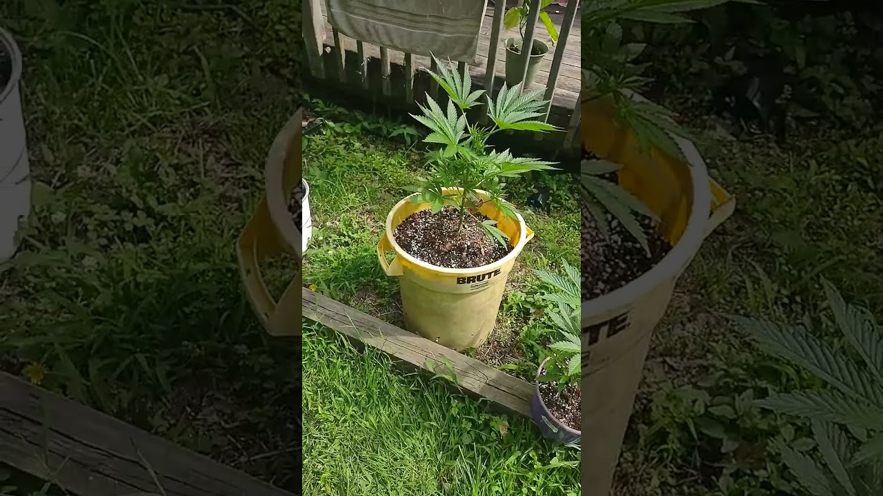 Nj Cannabis Outdoor homegrown, Organic living soil garden!