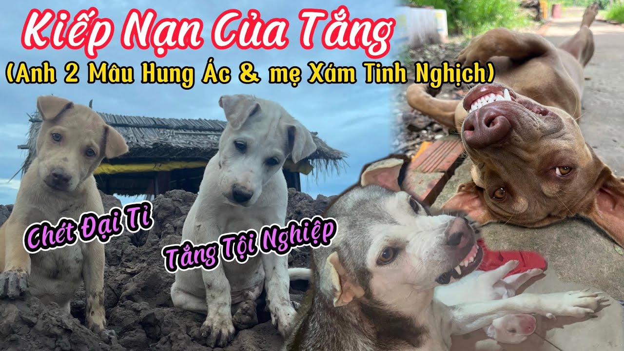 Kiếp Nạn Của Tắng Từ Nhỏ Đến Lớn - Anh 2 Mâu Gian Manh Bày Trò Để Nghịch Em