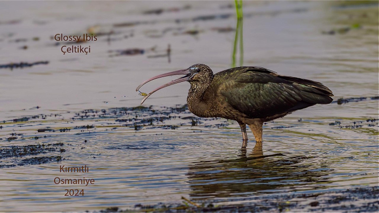 Glossy Ibis, Çeltikçi, Kırmıtlı, Osmaniye, 2024