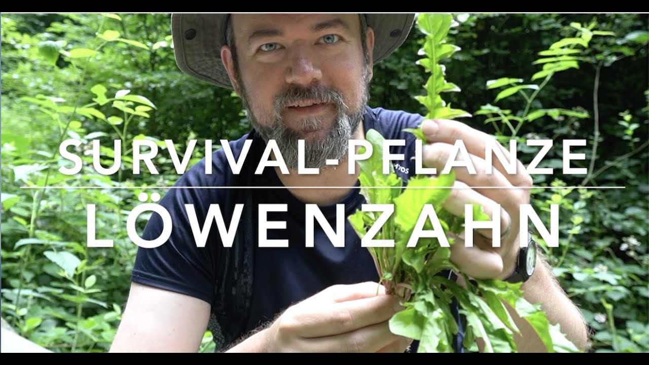 Löwenzahn - Survival Futter (Waldkurzwissen)