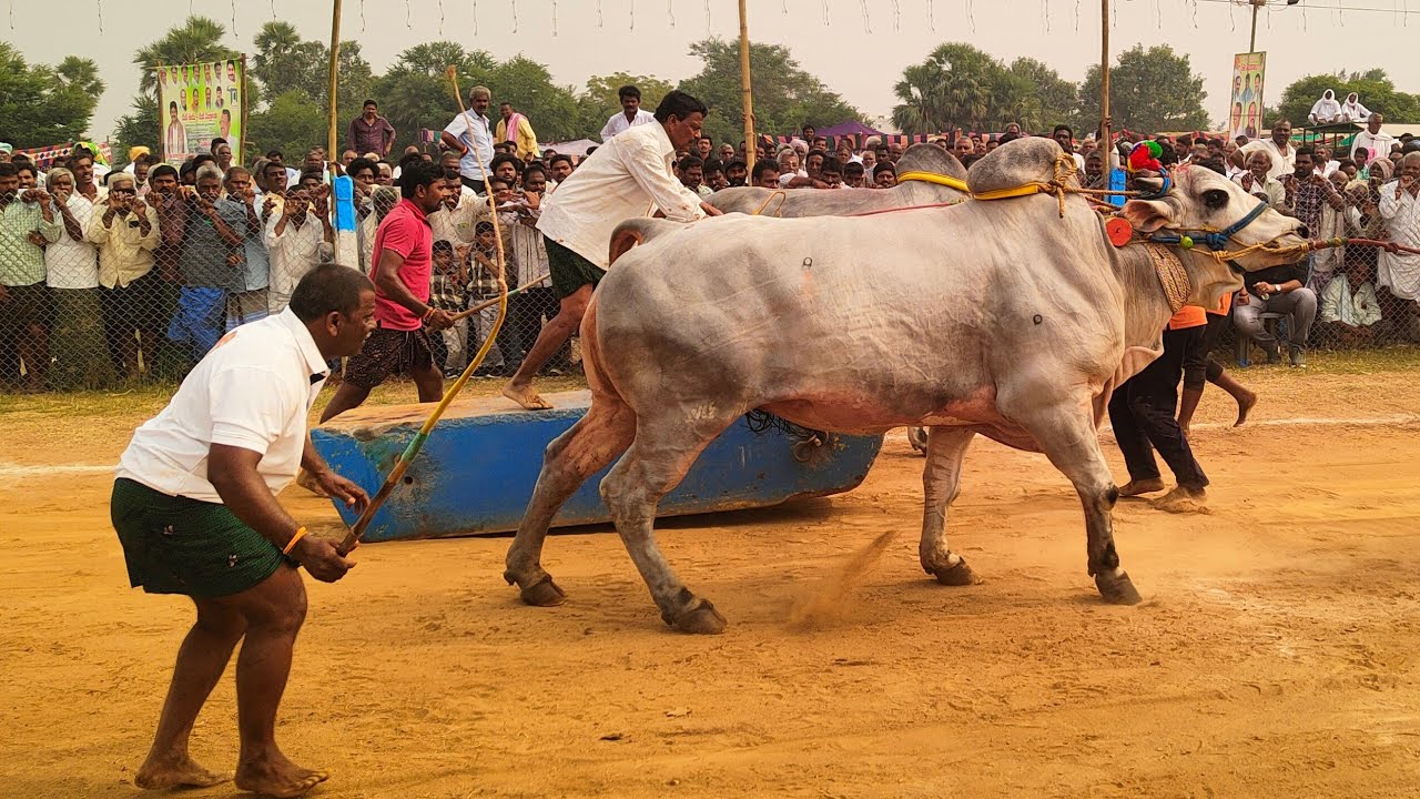కొప్పురావూరు సీనియర్స్ 3జత SS Bulls సజ్జ హాస్య చౌదరి గారు కూకట్ పల్లి 3041.9