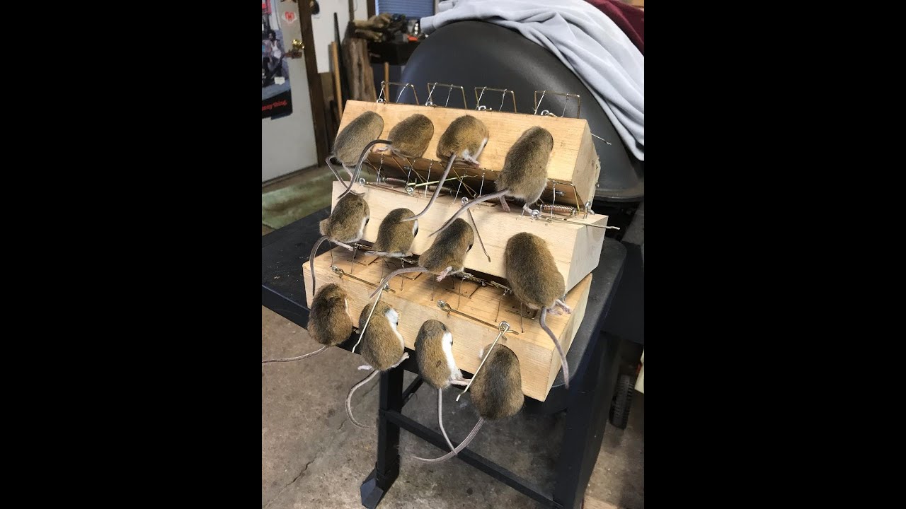 Mice Trapping For Profit