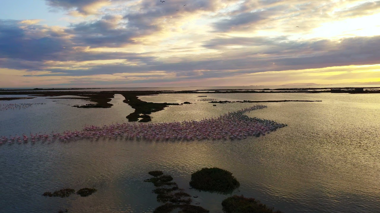 Flamingo's Ebro Delta