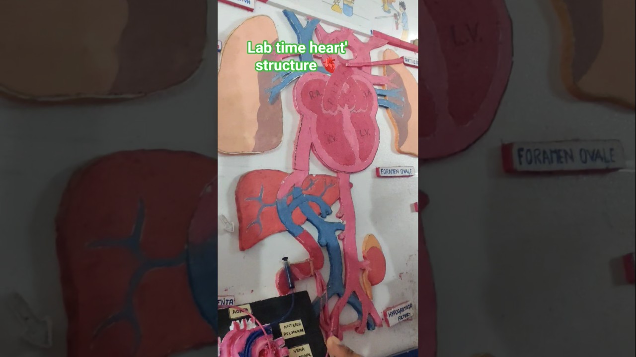 HAP Lab Time Heart structure 🫀 pharmacy students college life prectical time medical student #short