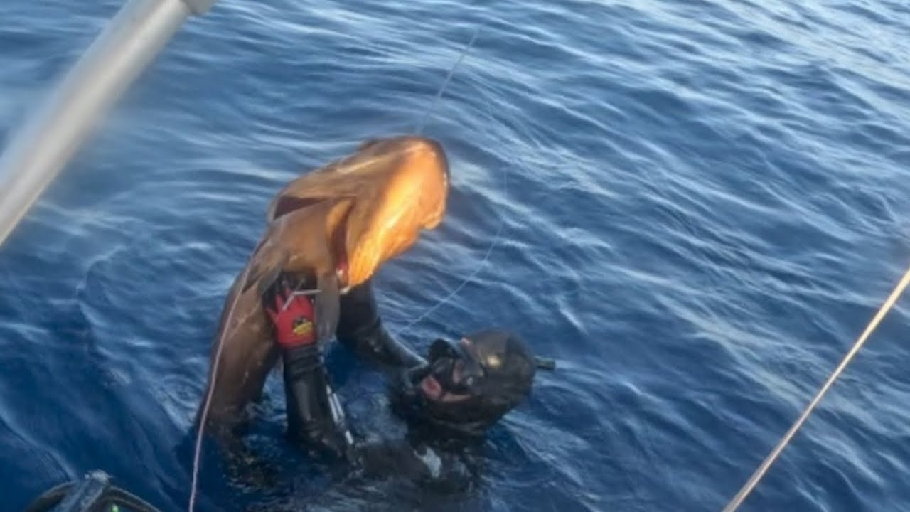 Φαγκρι & μεγάλοι ροφοί |spearfishing Greece|Kostas pouloulis