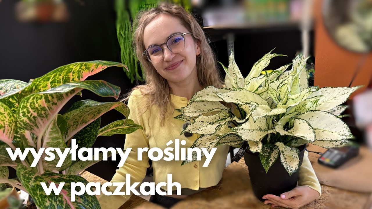 Pokaże Wam nasze badyle - rośliny, które MUSISZ mieć w kolekcji 🥹🔥- NOWA DOSTAWA 22.01.2025r.