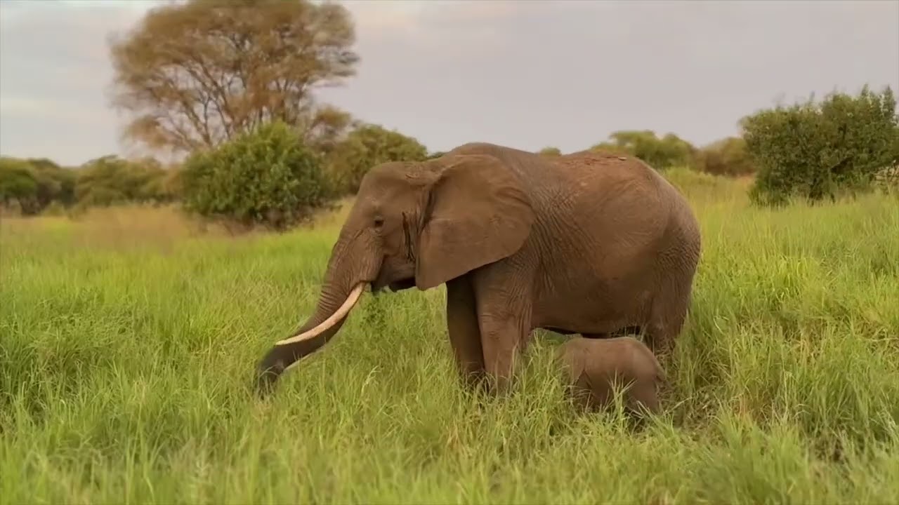 Tanzania Elephants
