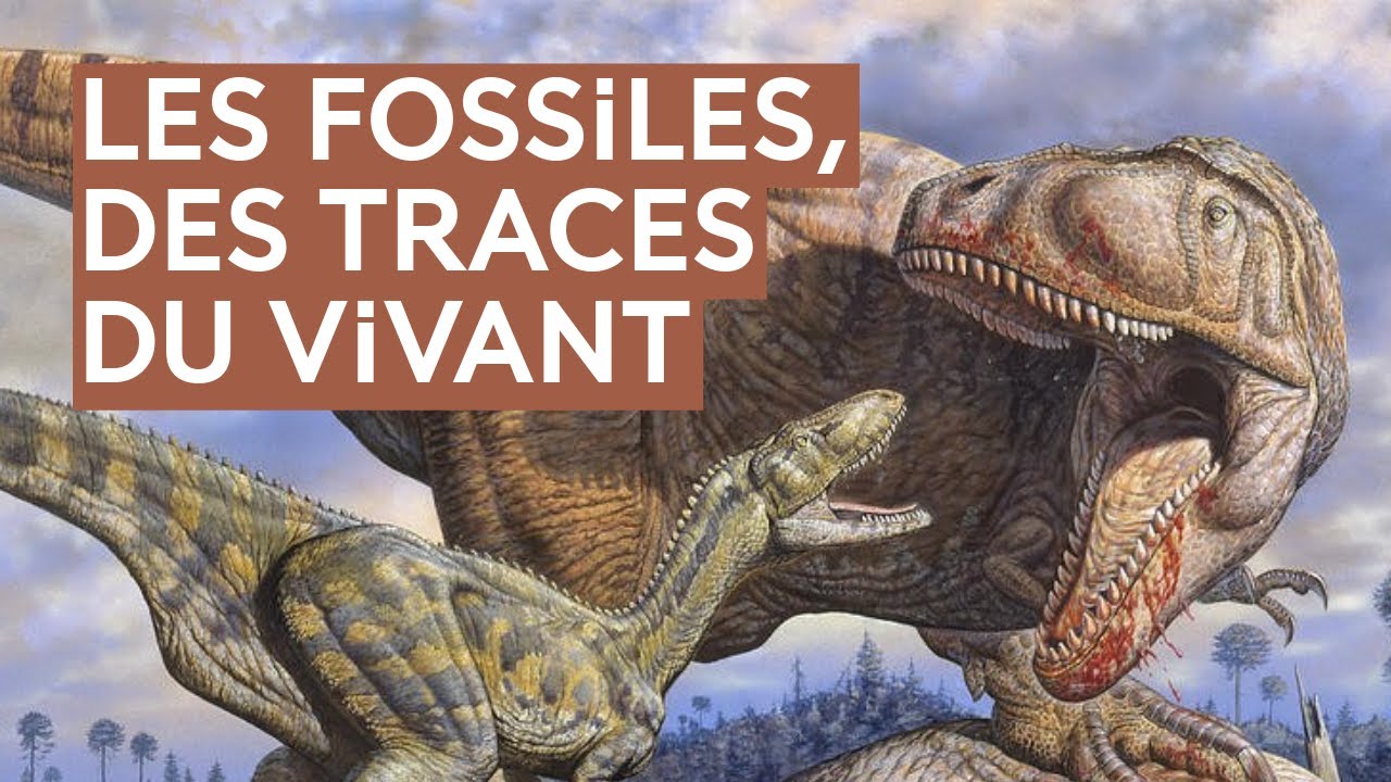 Au temps des dinosaures : comment les fossiles des déserts nous révèlent-ils le passé ?