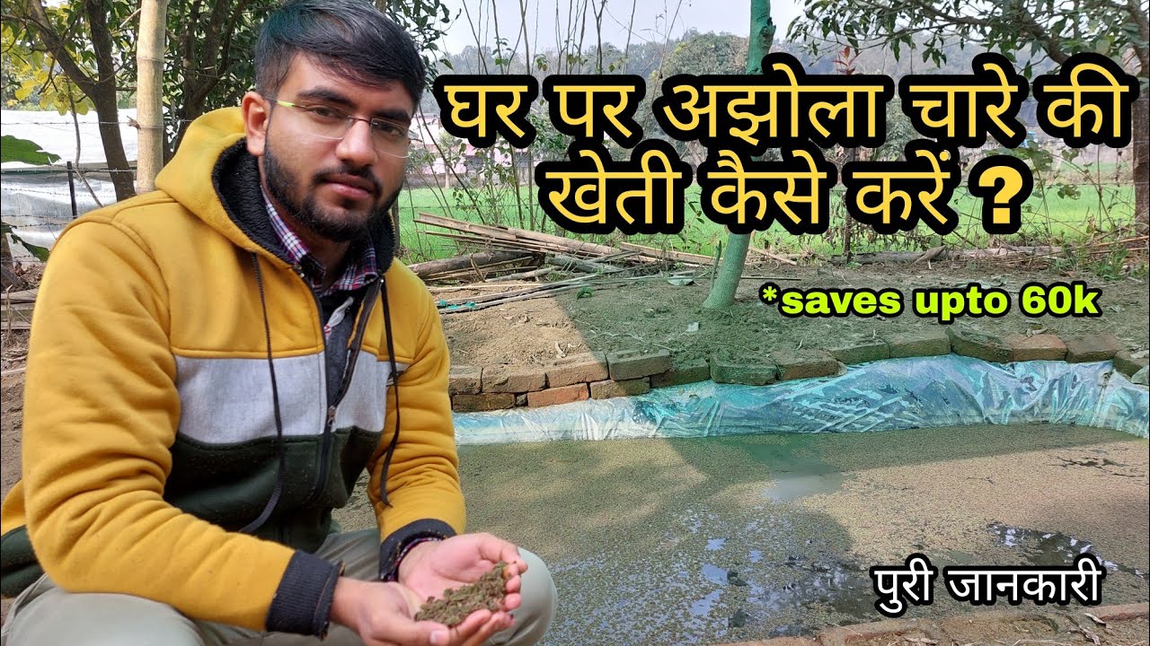 अझोला चारे की खेती कैसे करें? || How to grow Azolla at home? || Complete information
