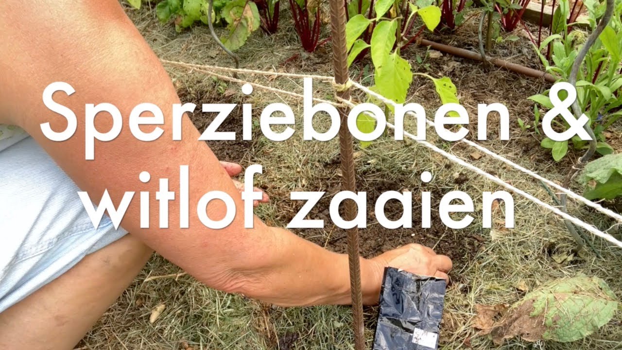 Ini's Moestuin #194   sperziebonen & witlof zaaien, zoete aardappel in een kuip, uien oogsten.