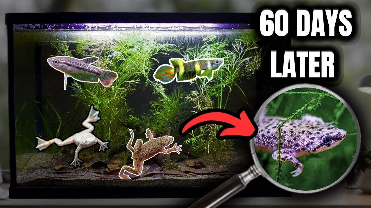 Создание болотной экосистемы для маленьких лягушек и рыб