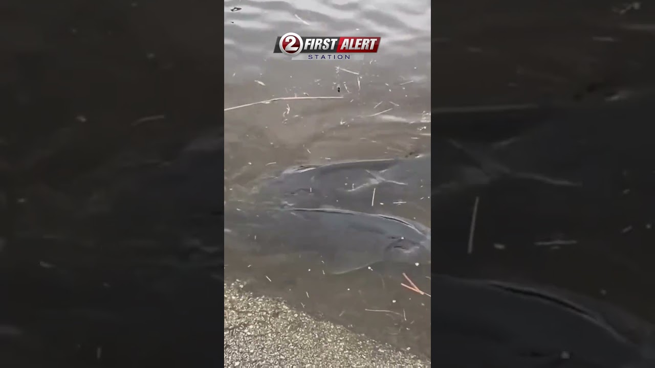 Sturgeon swimming in flood waters