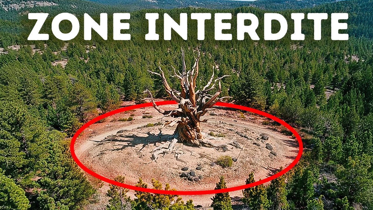 L’Arbre le Plus Ancien du Monde est Gardé Secret aux États-Unis, Mais Pourquoi