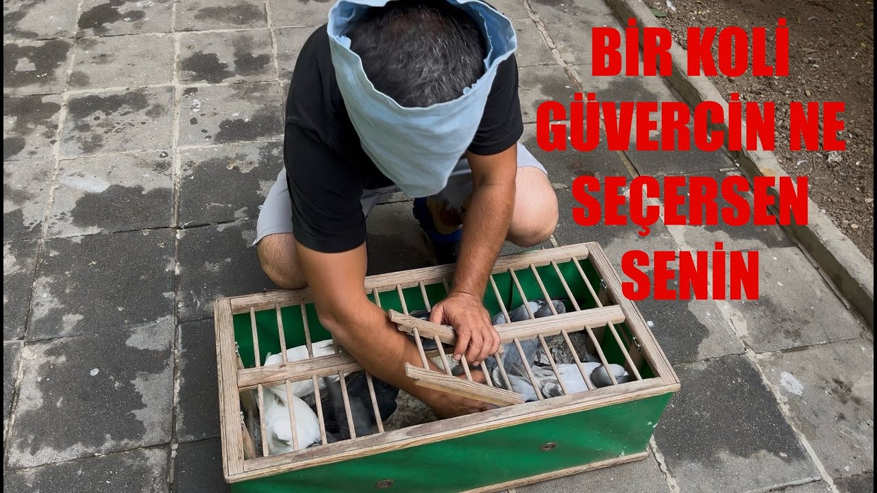 Bir Koli Güvercin Gözünü Kapat Seçtiğin Senin ( Hile Yapan Kaybeder )