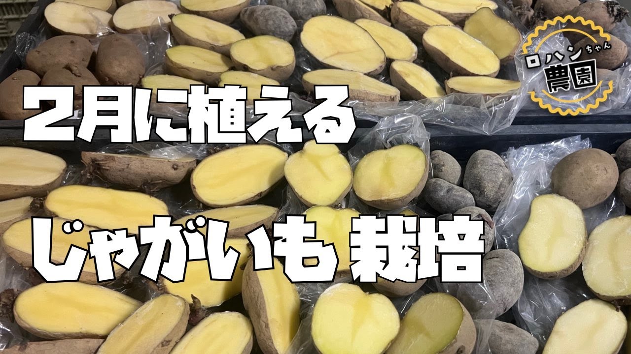 【春じゃがいも】植え付け開始！！種芋のカットから植え付けまで！おいしいじゃがいもを作りたい！！