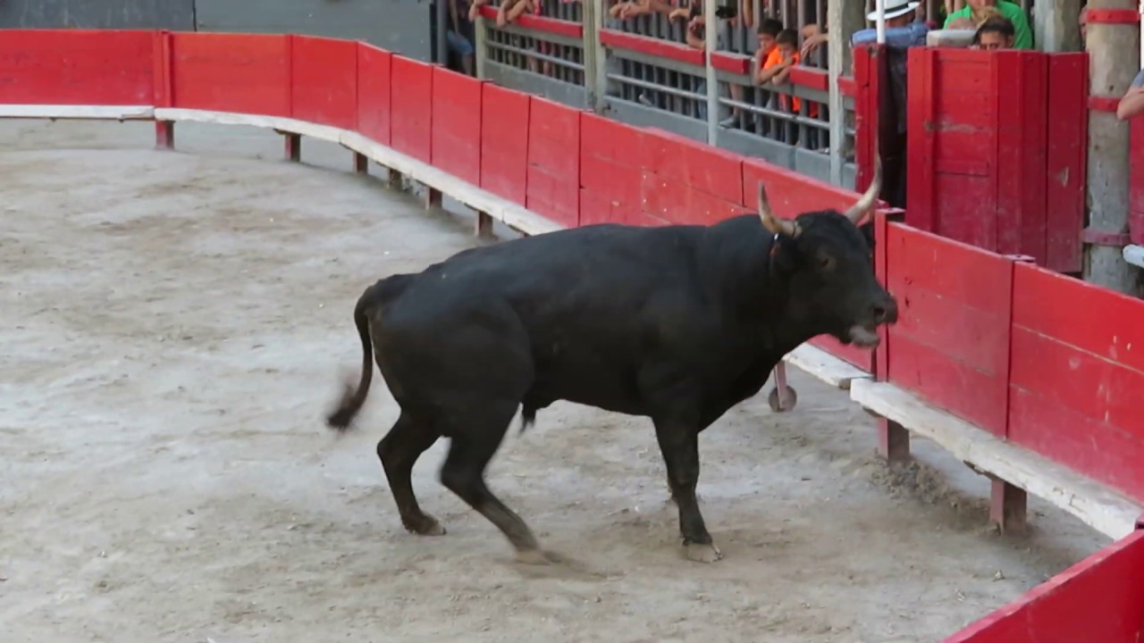 Fête de Marsillargues 2019 - Course de Taureaux Neufs - 2eme taureau de la manade Ricard